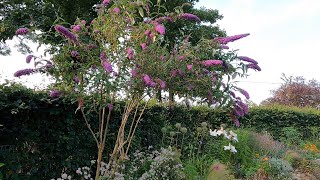 Free ‘Butterfly Bush’ plants, Hardwood cuttings & what you need to know! (Buddleia Davidii)