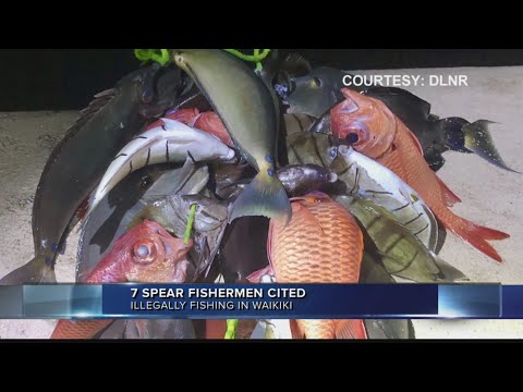 Second Illegal Spear Fishing Bust in a Month in Waikiki Marine Life Conservation District