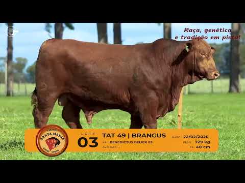 LOTE 03 - TAT 49 - RED BRANGUS