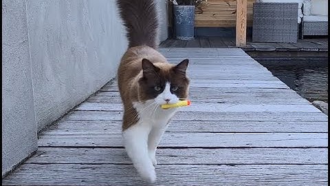 Ragdoll Cat Playing Fetch Like A Dog