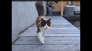 Ragdoll Cat Playing Fetch Like A Dog