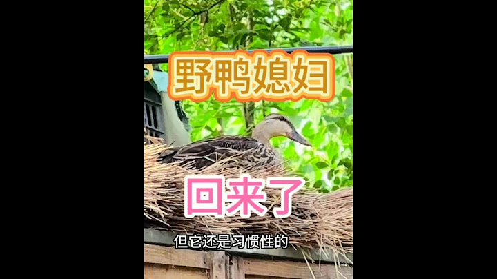 一对鸭子找窝下蛋，大爷在门前做好了鸭窝，鸭子能看中吗 一对鸭子找窝下蛋，大爷在门前做好了鸭窝，鸭子能看中吗