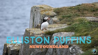 Best Place to View Puffins in Newfoundland | The Elliston Puffins | Newfoundland | Canada