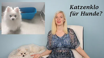 Warum gehen Hunde aufs Katzenklo?