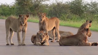 Lions Pride Life So Amazing Lionesses by Discovery Animals 2,082 views 2 years ago 10 minutes, 28 seconds