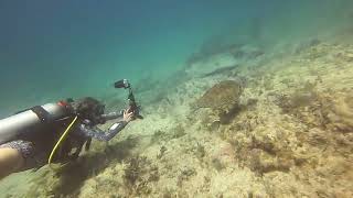 Female Scuba Diver Follows Sea Turtle