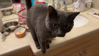 Korat cat comes running for treats