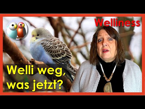 Mein Wellensittich ist entflogen, wie bekomme ich ihn wieder? 48/163