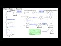🍃 Cocaine Biosynthesis
