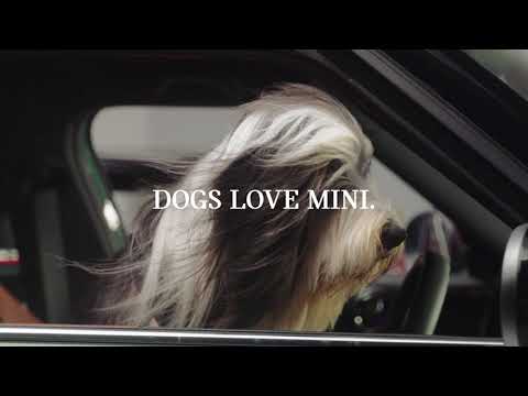 MINI x DOGS TRUST