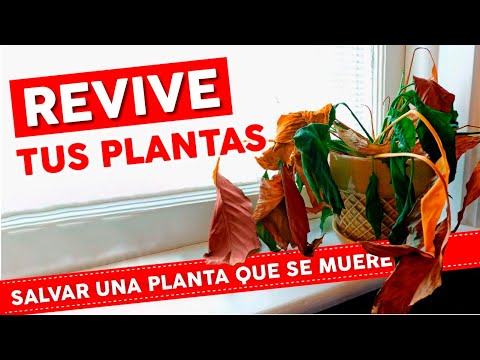 Video: Myrtle marchito: cómo reanimar una planta