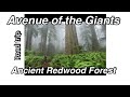 Avenue of the Giants - Coastal Sequoia Redwood forest Northern California