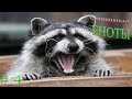 Подборка видео приколов выпуск 4. ЕНОТЫ.  Compilation funny videos with Raccoons №4