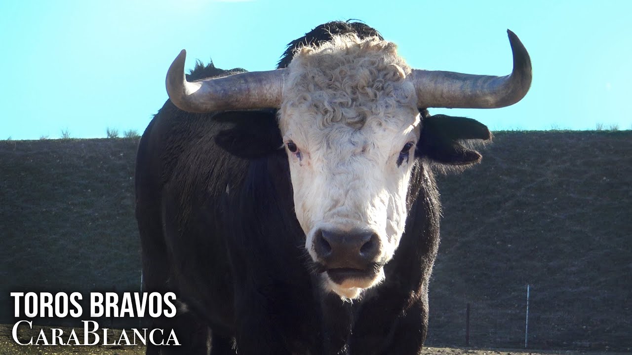 Amasar maratón Autónomo El Toro Bravo CARA BLANCA Como Surge Ganaderia de Toros Bravos BELLALUCIA  2022 - YouTube