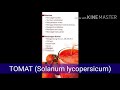 Semai benih tomat yang baik  hasil melimpah solanum lycopersicum