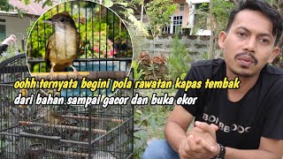 Cara rawat kapas tembak dari bahan sampai gacor dan buka ekor