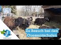 Die Ouessantschafe und ich - zu Besuch bei der kleinsten Schafrasse Europas