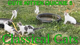 Quintuplet kittens meet the garden hose  #cutecats #cuteanimals #barncat #tchaikovsky #kittten