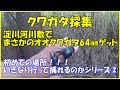 オオクワガタ採集　淀川河川敷｜Catching stag beetles in Osaka