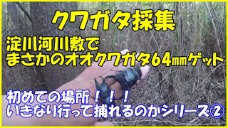 オオクワガタ採集　淀川河川敷｜Catching stag beetles in Osaka