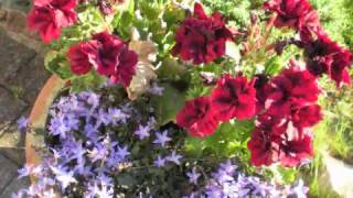 beethoven: maneskinssonaten (1. sats)