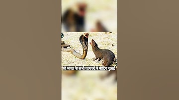 How did the snake and the mongoose become enemies?