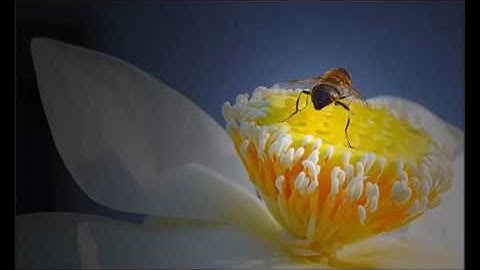 تلاوة عطرة  بصوت الشيخ الجزائري أبوبكر مومني - ما تيسر من سورة فصلت