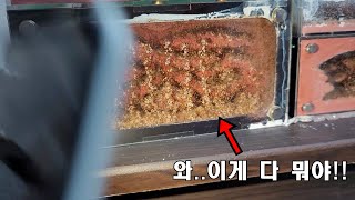 집 통채로 날릴수도 있는데 이걸 키우시네요ㄷㄷ