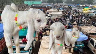 बाला हेडी बकरा मंडी | balaheri bakra mandi | ❤️बालाहेरी बकरा मंडी goat trending cute bakra