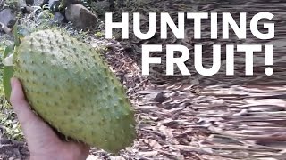 Hunting Fruit You Wont Believe What I Did To The Breadfruit Day 24 Of 30