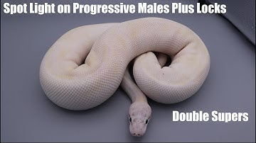 Update on Progressive Males and More Ball Python Locks