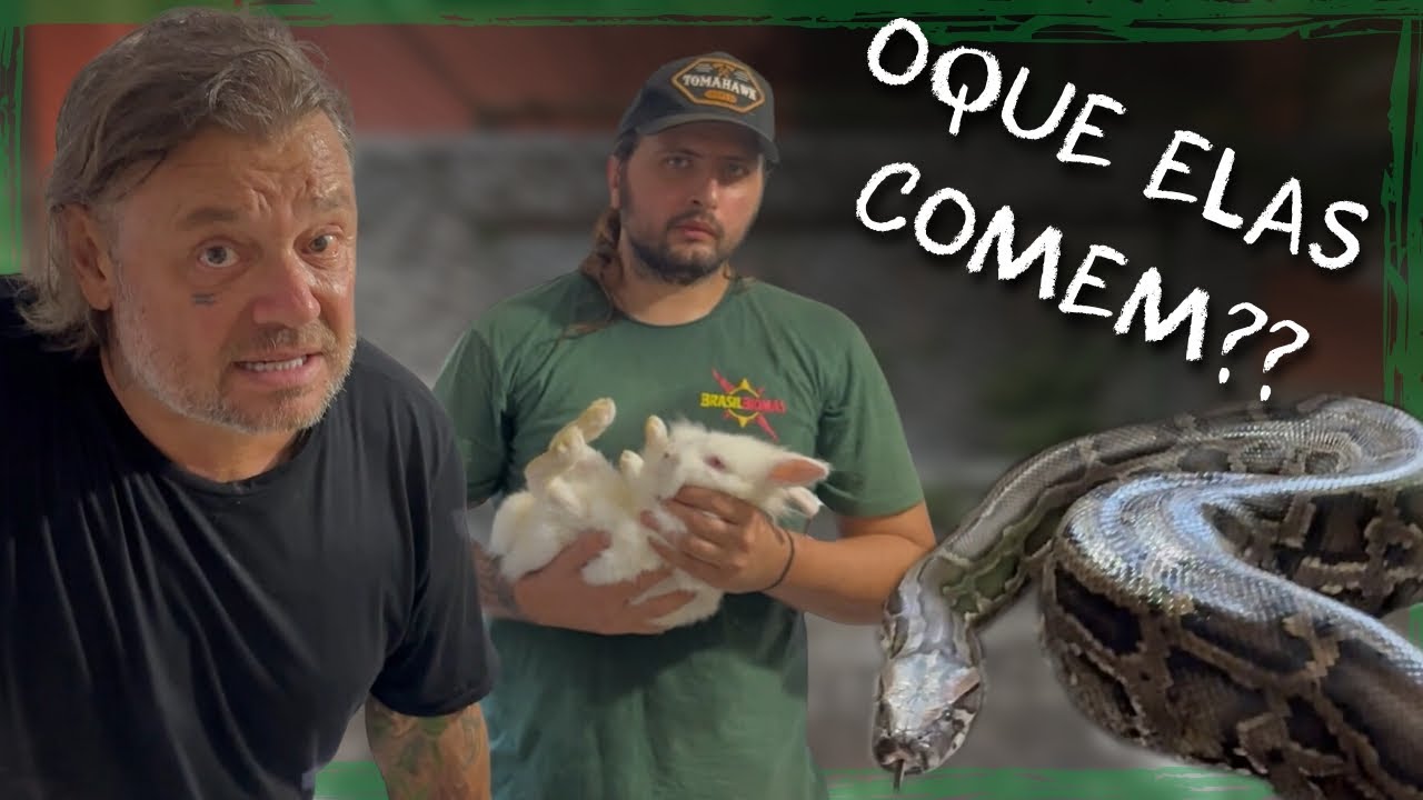 COMO É A ALIMENTAÇÃO DAS NOSSAS SERPENTES GIGANTES?! | A CASA DOS BICHOS