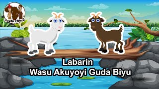 Labarin Wasu Akuyoyi Guda Biyu | Hausa Cartoon