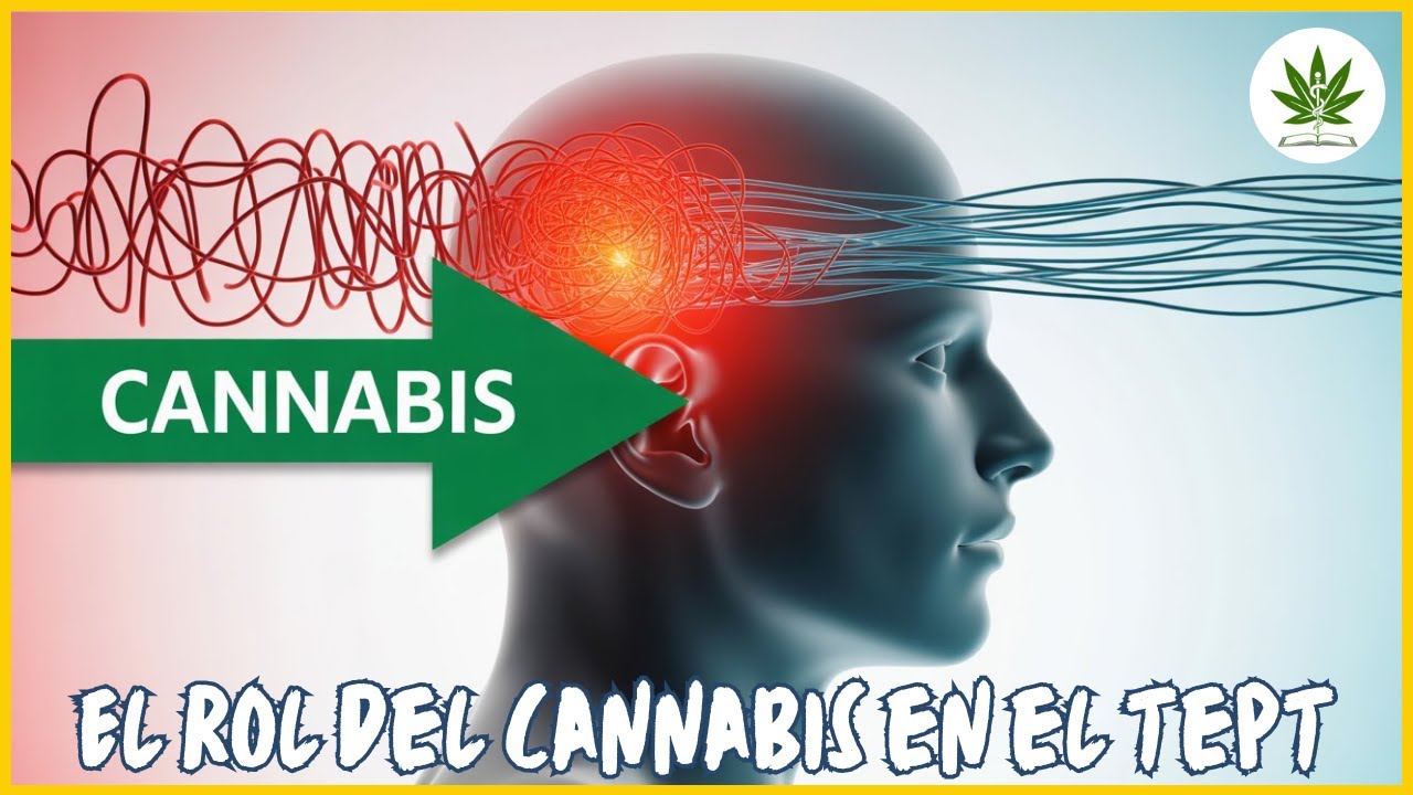 Descubre cómo el cannabis puede ayudar con el estrés postraumático