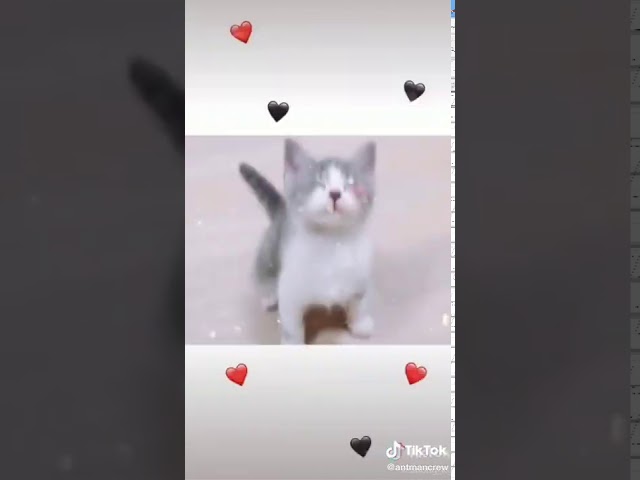 Tik Tok aku suka body goyang mama muda versi Video kucing peliharaan. class=