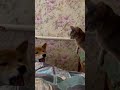 Shiba Inu hilariously complains to cat
