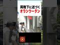 愛媛県立とべ動物園で自然に両陛下へ近づくオランウータン