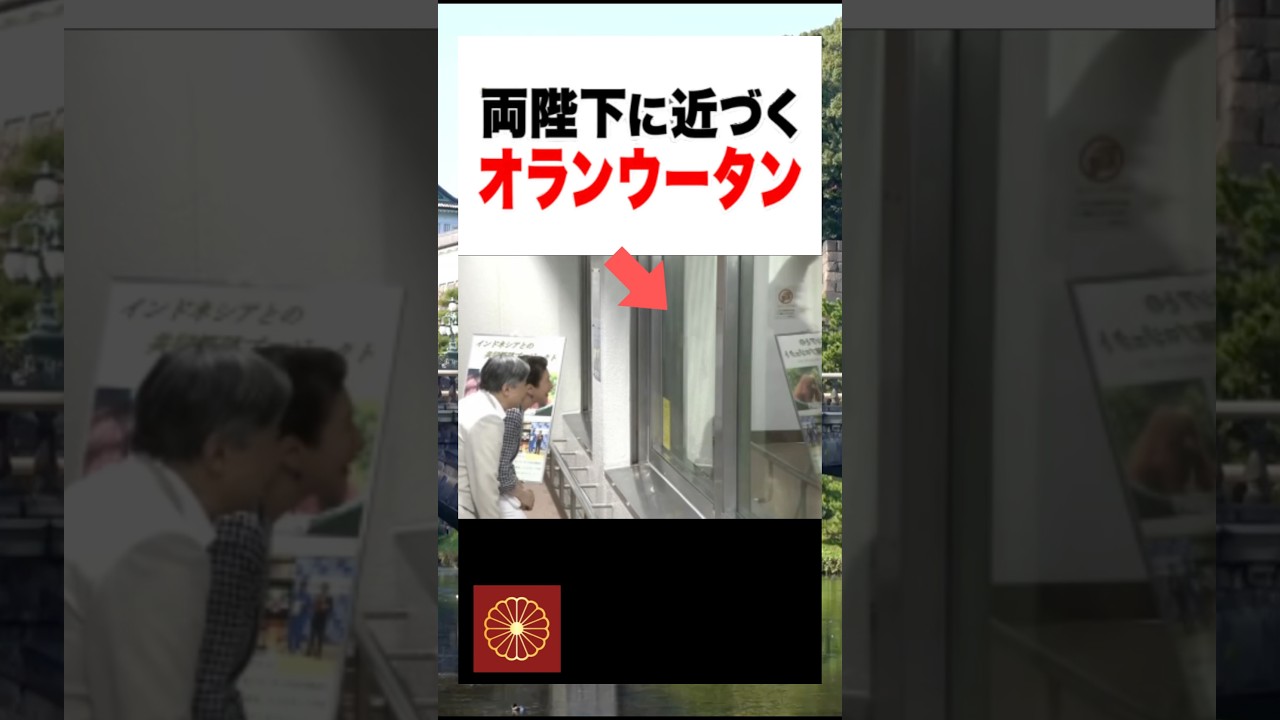 愛媛県立とべ動物園で自然に両陛下へ近づくオランウータン