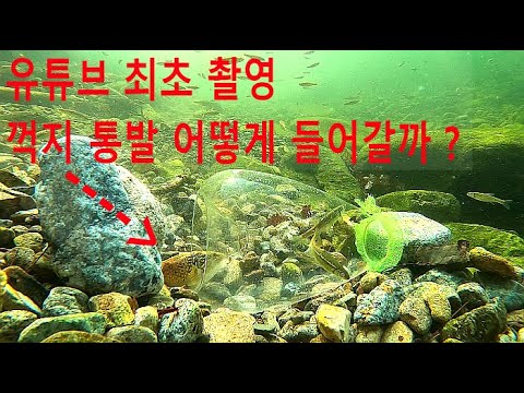 유튜브 최초 촬영 꺽지는 통발에 어떻게 들어갈까 ??