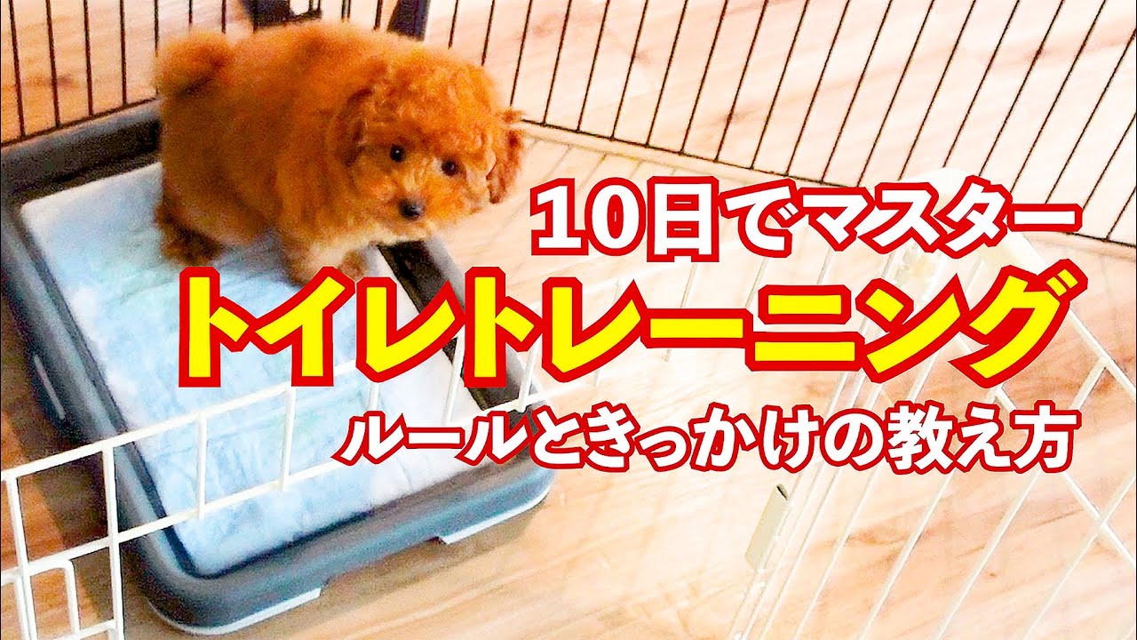 子犬のしつけ / トイレトレーニング [ 10日でマスター ] ※ たった5つのやり方 ※ YouTube