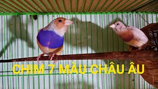 Download Mp3 DÒNG CHIM 7 MÀU ĐẸP CHO ANH NUÔI SINH SẢN NUÔI CẢNH | 0948456799 Gudang lagu Download Mp3 DÒNG CHIM 7 MÀU ĐẸP CHO ANH NUÔI SINH SẢN NUÔI CẢNH | 0948456799