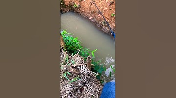 Mancing ikan wader #mancing #fishing #shorts