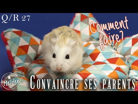 Vidéo: Comment Persuader Vos Parents D'acheter Un Hamster