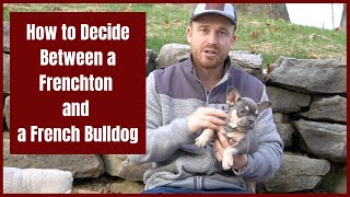 How to Decide to Get a Frenchton vs Frenchie