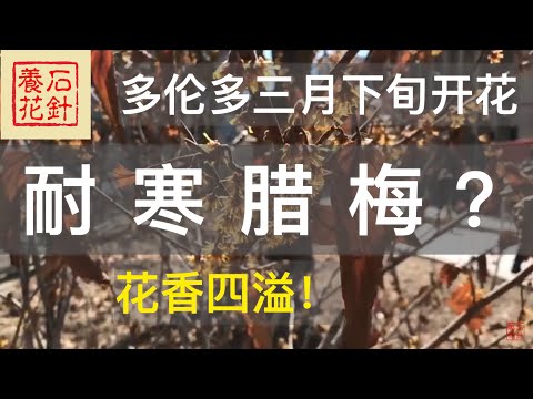 [石针养花]多伦多三月下旬，什么植物这么早开花？！难道是腊梅？金缕梅！