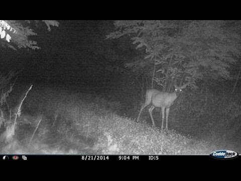 cuddeback black flash trail camera