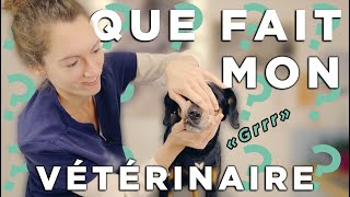 Que fait mon vétérinaire lors de la visite de santé ? 🐈 🐕 🐇  #3