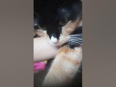 Кошка(девочка) - YouTube