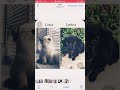 Mine lisa or lena  dogs and cats