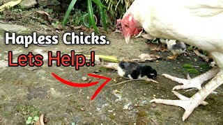 How to Helping Chicks sick.? | Reviving Baby Chicken